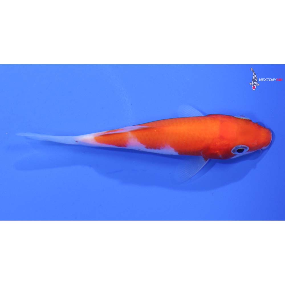 3.5” Imported Kohaku