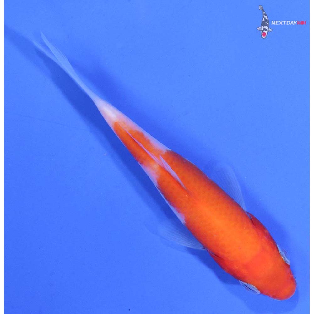 3.5” Imported Kohaku