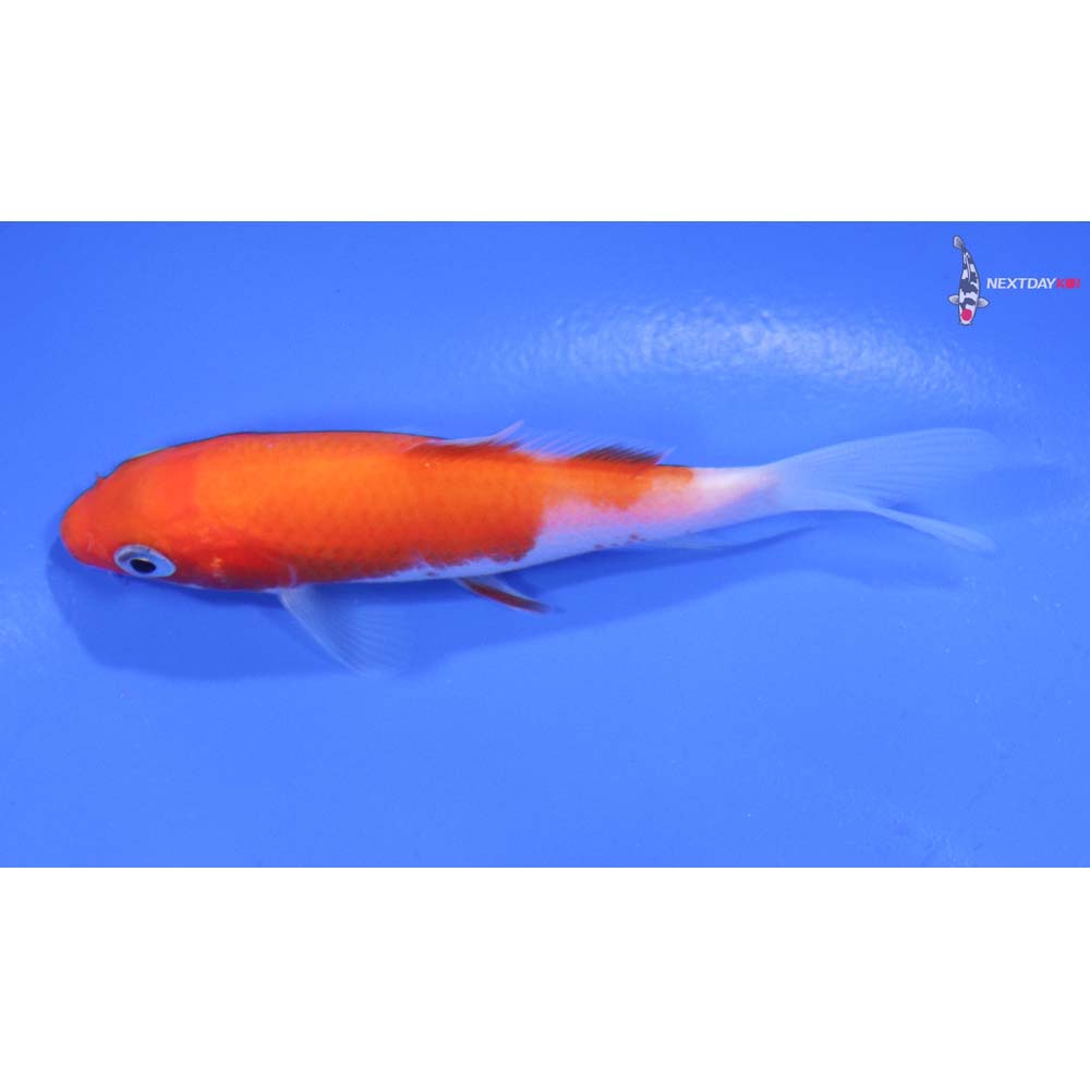3.5” Imported Kohaku