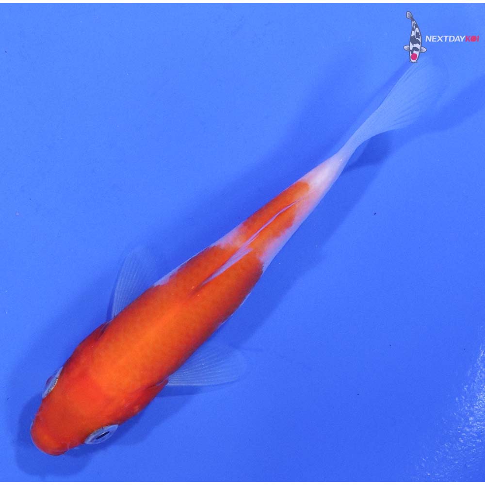 3.5” Imported Kohaku