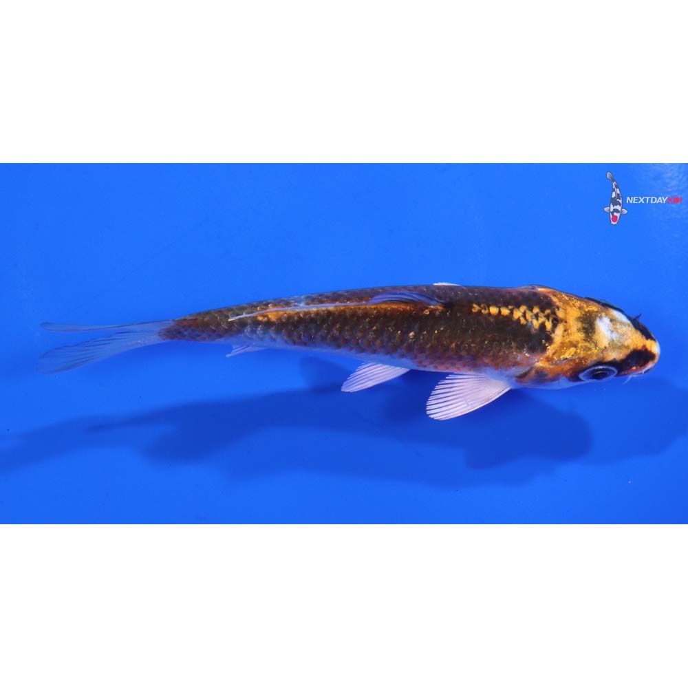 4” Imported Kujaku