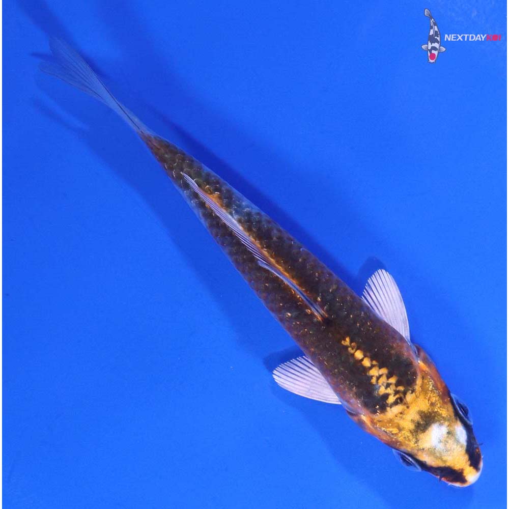 4” Imported Kujaku
