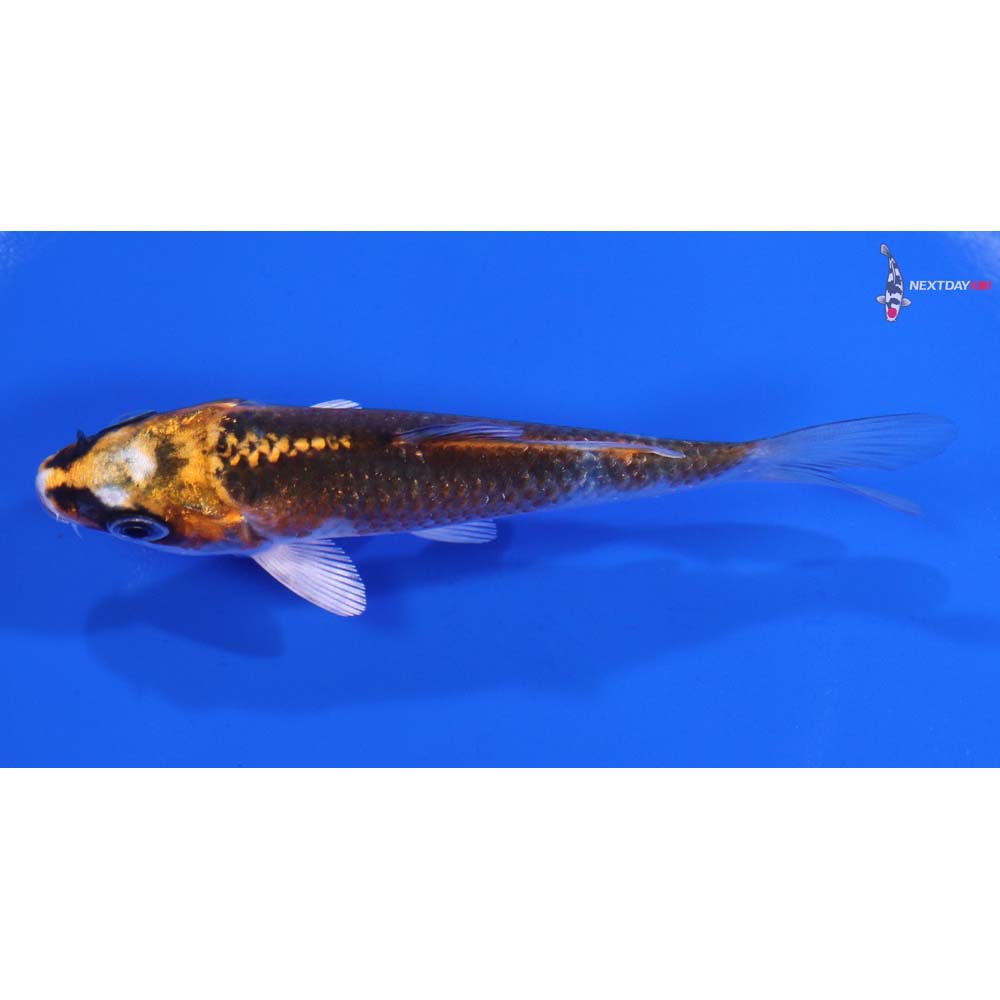 4” Imported Kujaku