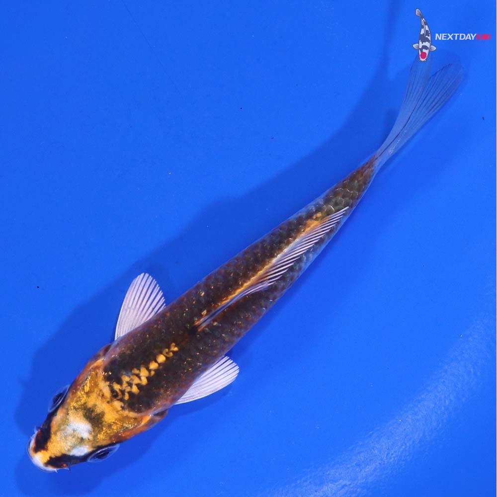4” Imported Kujaku