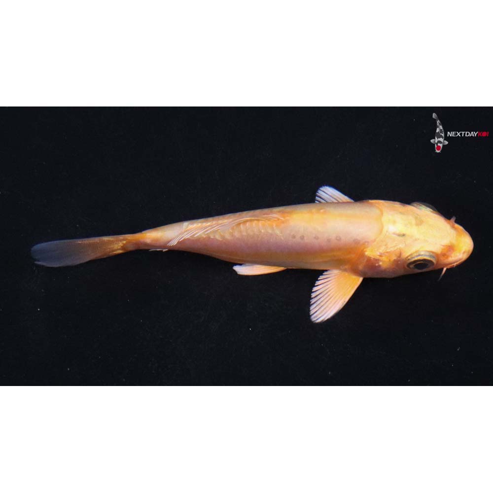 4” Imported Doitsu Yamabuki Ogon