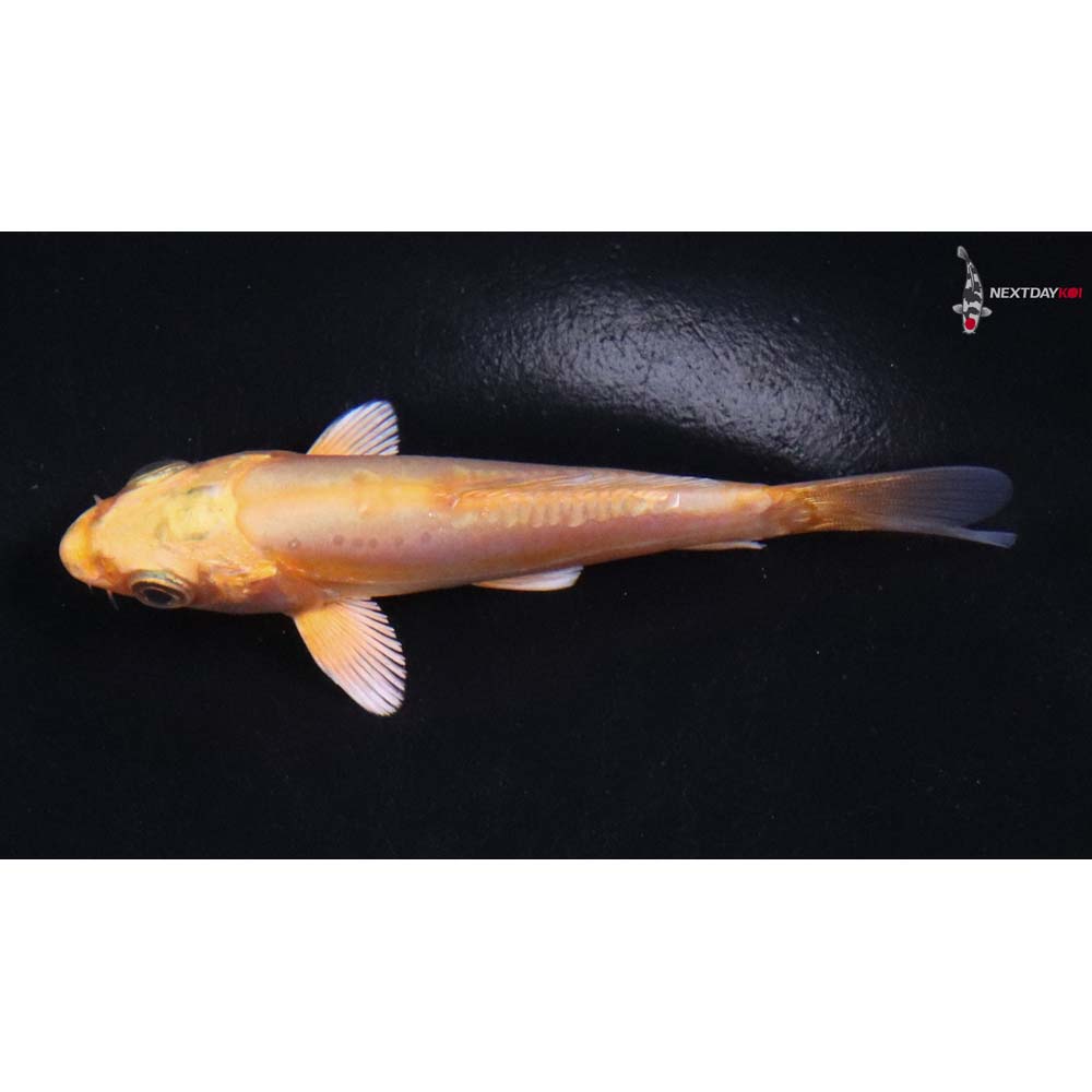 4” Imported Doitsu Yamabuki Ogon