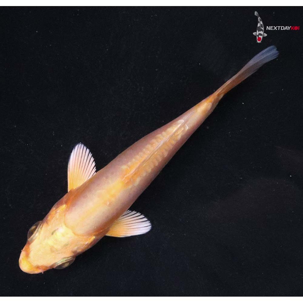 4” Imported Doitsu Yamabuki Ogon