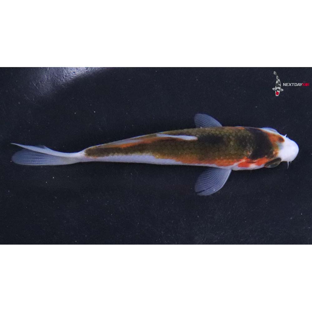 4” Imported Goromo