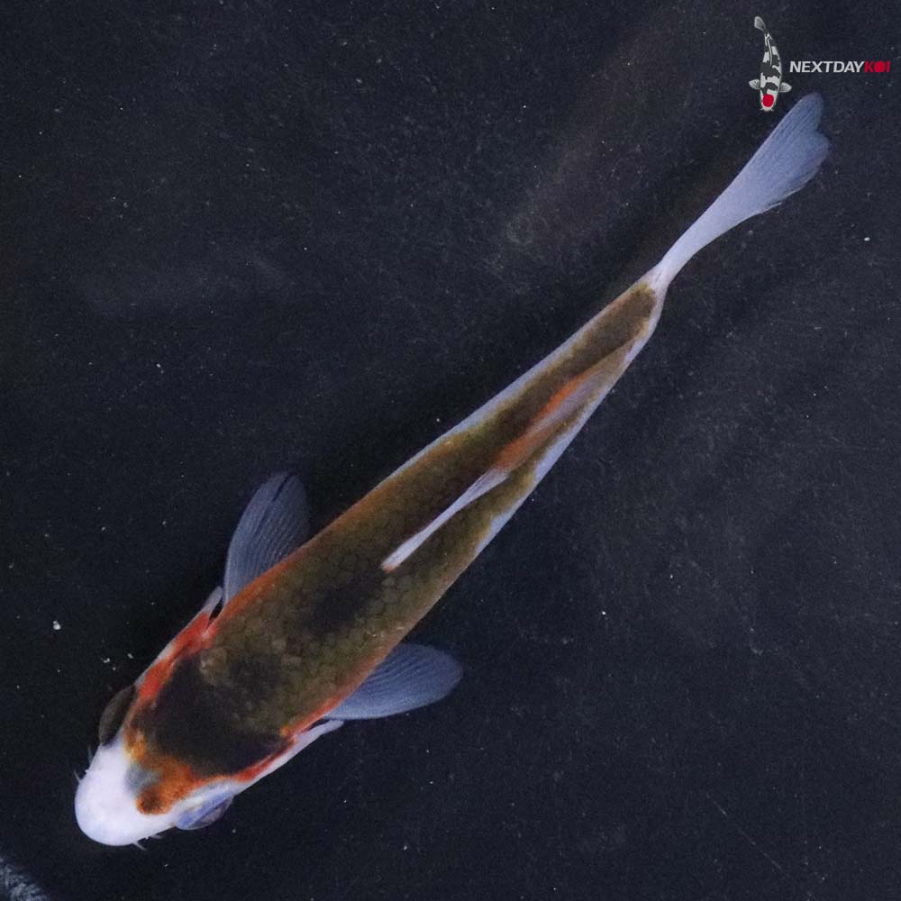 4” Imported Goromo