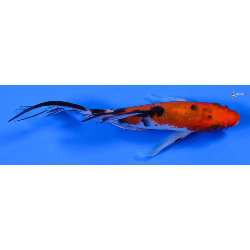6” Imported Sanke Butterfly Koi