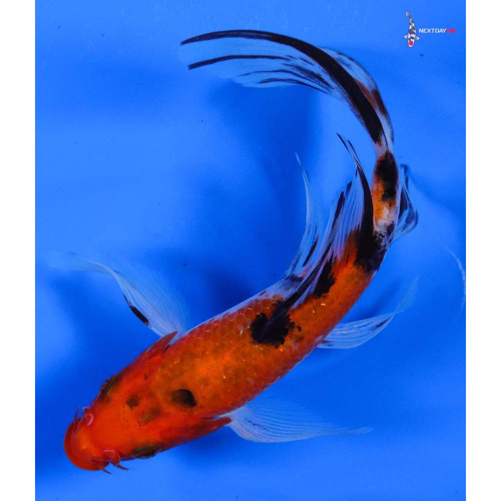 6” Imported Sanke Butterfly Koi