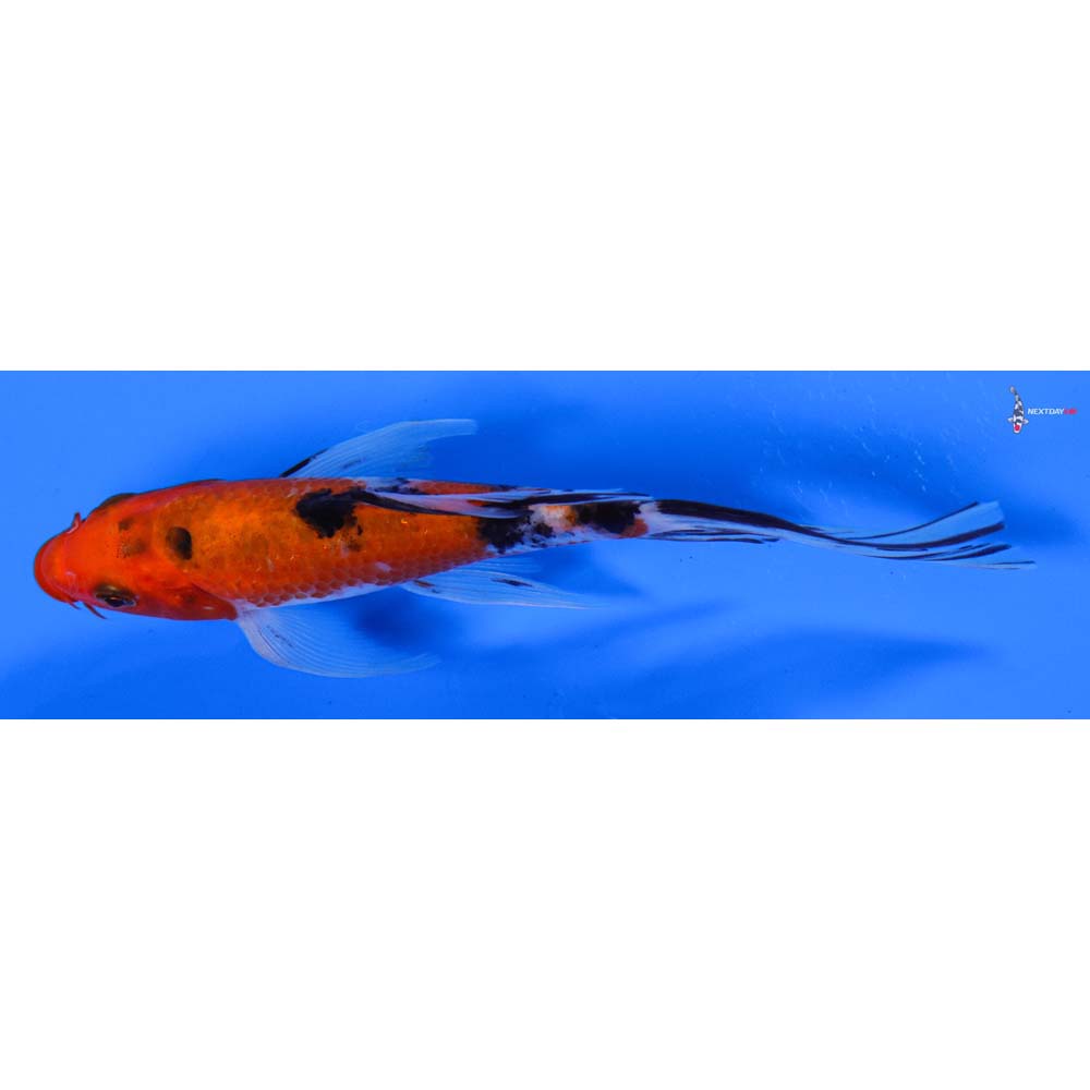 6” Imported Sanke Butterfly Koi
