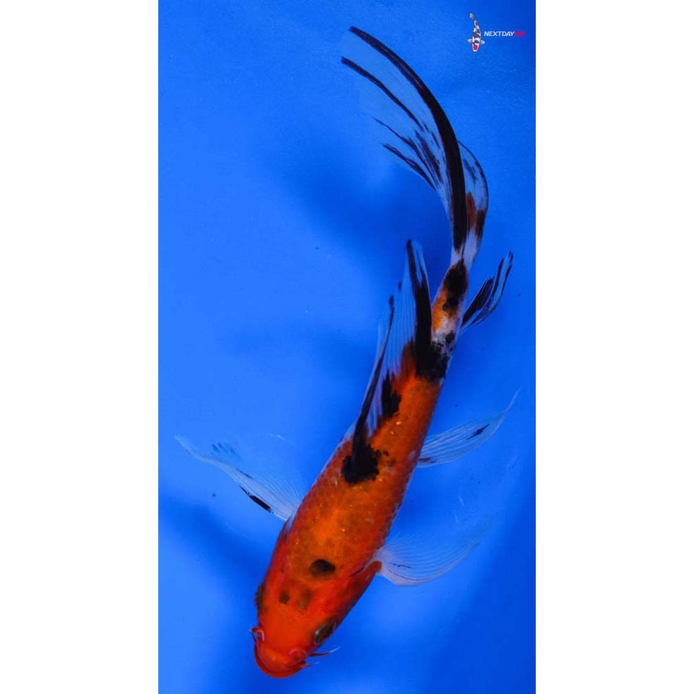 6” Imported Sanke Butterfly Koi