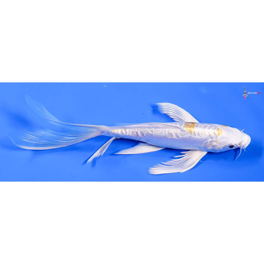 7” Imported Doitsu Lemon Hariwake Butterfly Koi