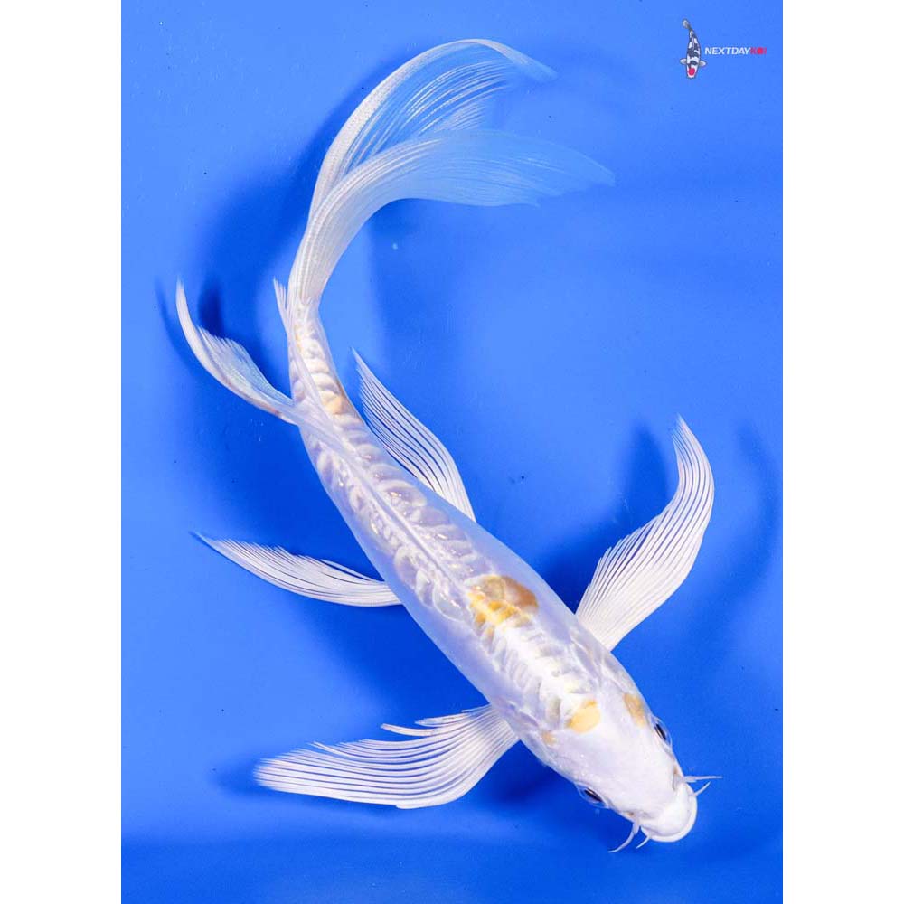 7” Imported Doitsu Lemon Hariwake Butterfly Koi