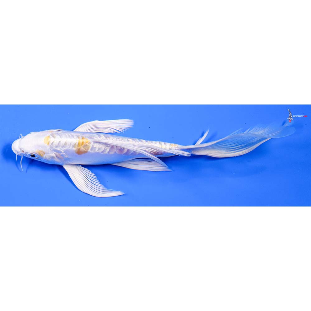 7” Imported Doitsu Lemon Hariwake Butterfly Koi