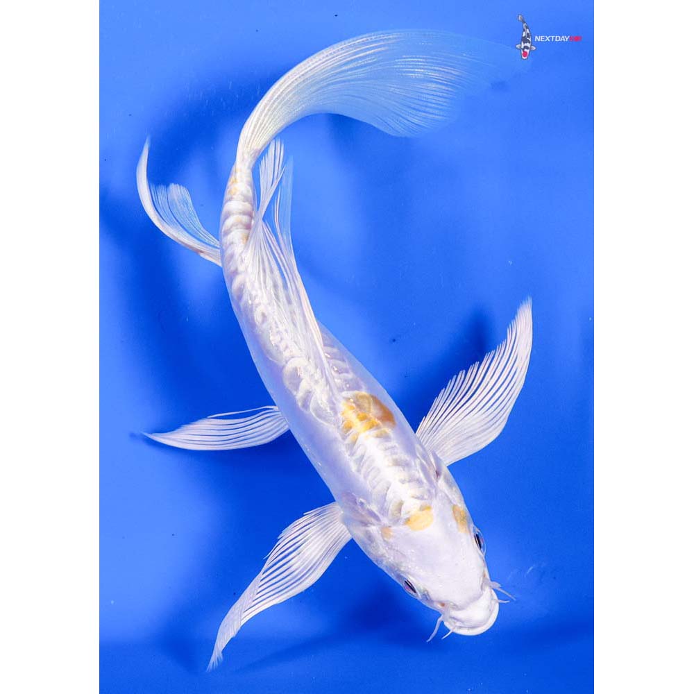 7” Imported Doitsu Lemon Hariwake Butterfly Koi