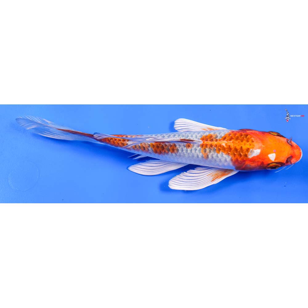 8” Imported Kujaku Butterfly Koi