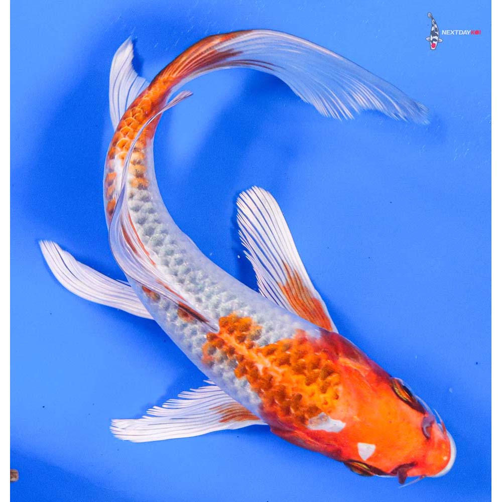 8” Imported Kujaku Butterfly Koi