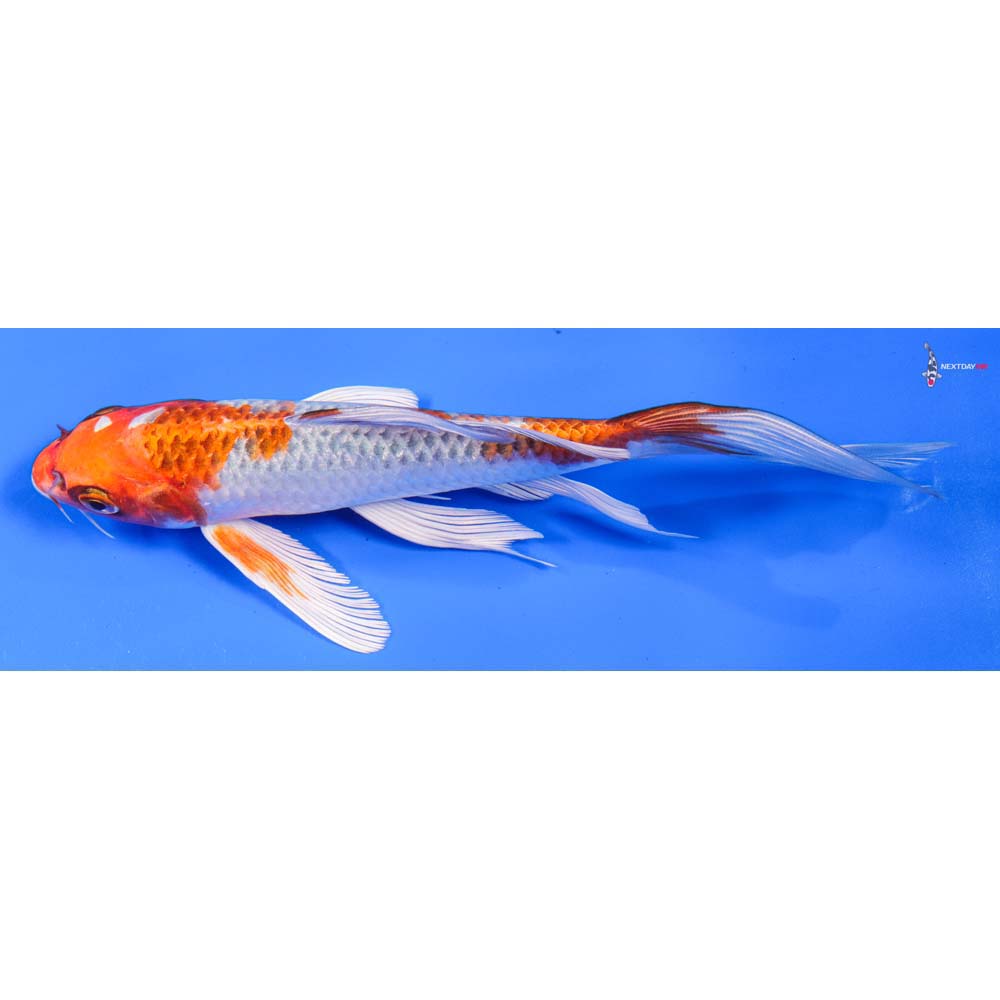 8” Imported Kujaku Butterfly Koi