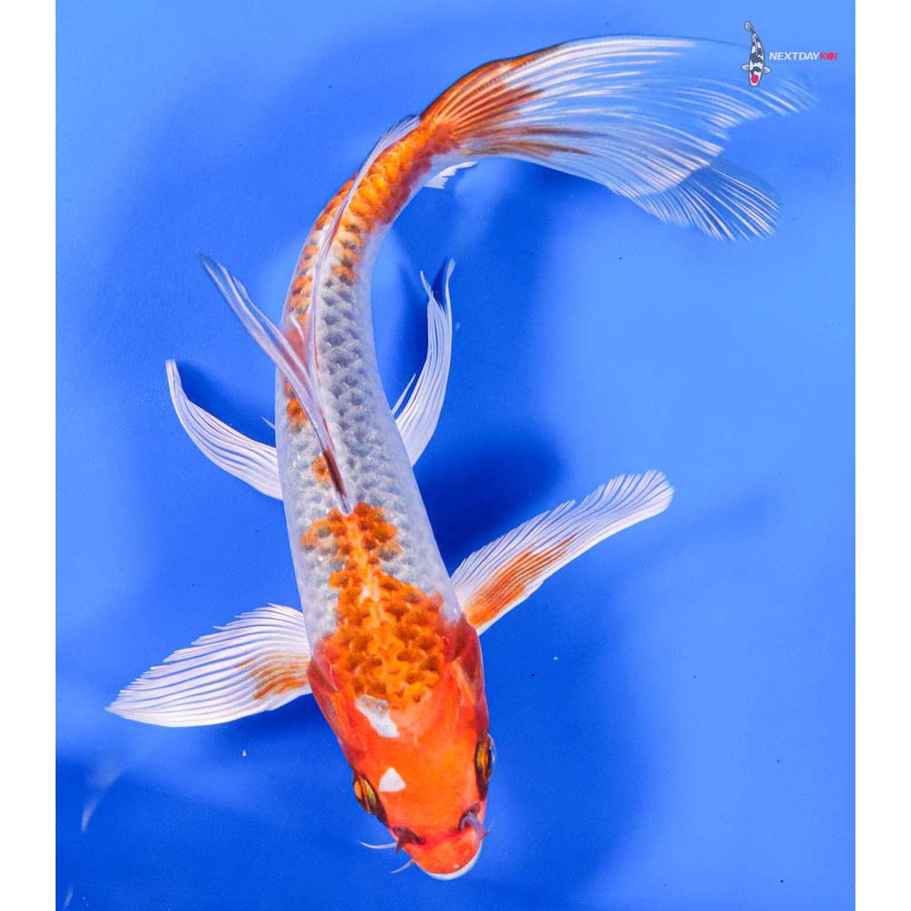 8” Imported Kujaku Butterfly Koi