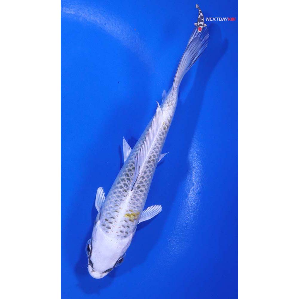 4.5” Imported Kujaku