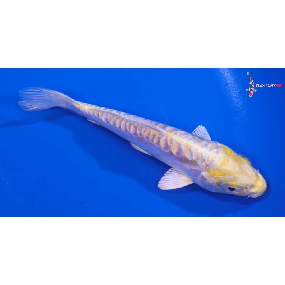 4.5” Imported Doitsu Lemon Hariwake