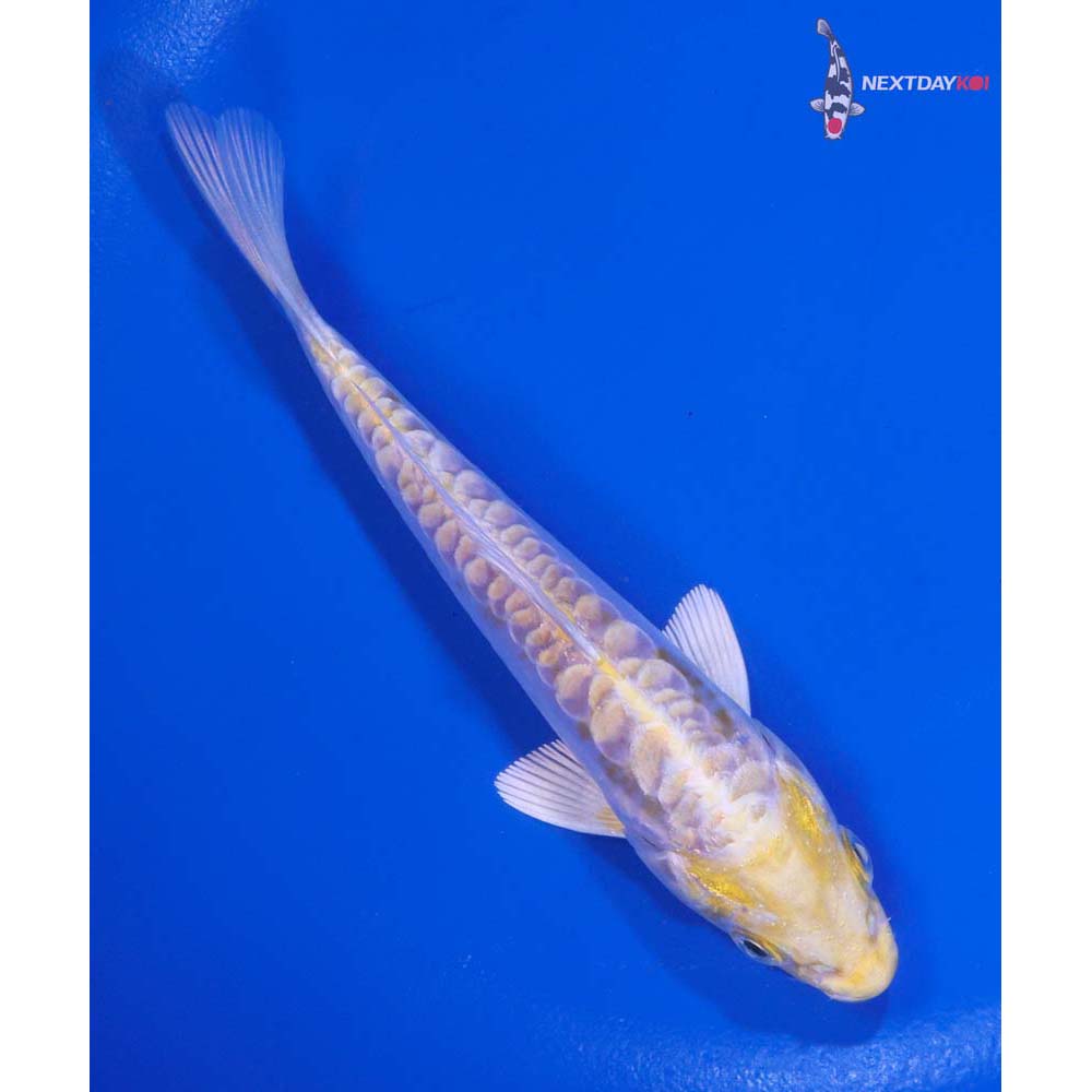 4.5” Imported Doitsu Lemon Hariwake