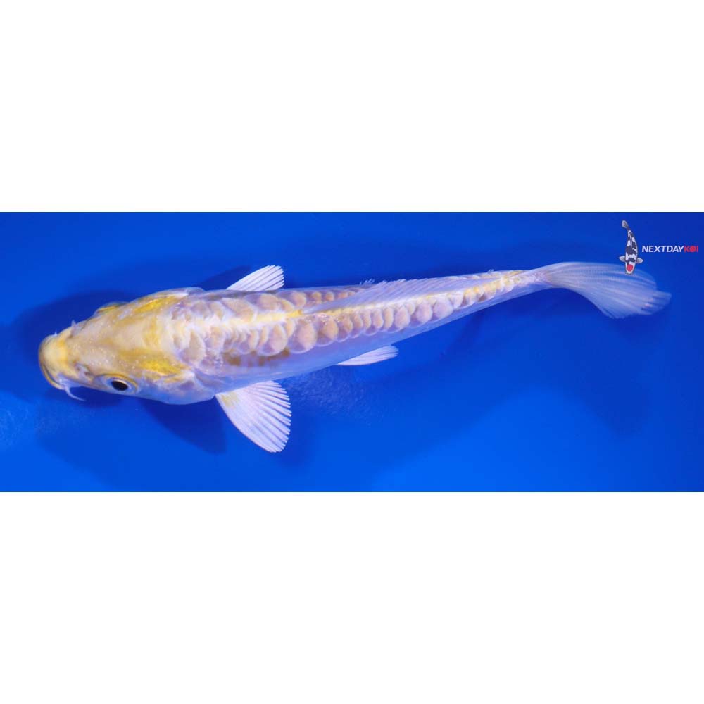 4.5” Imported Doitsu Lemon Hariwake