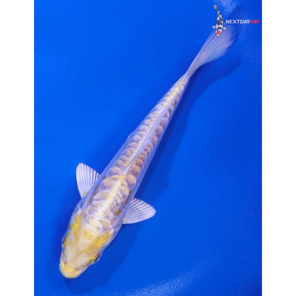 4.5” Imported Doitsu Lemon Hariwake