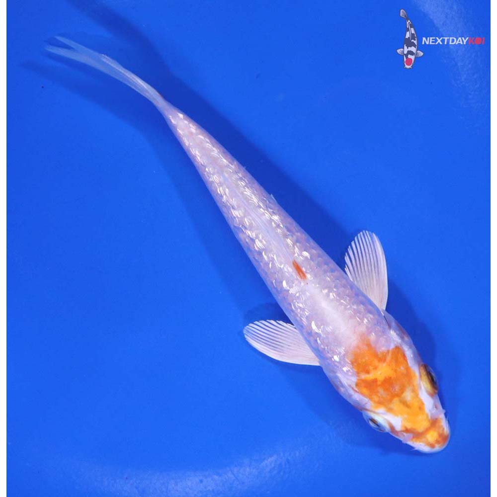 5” Imported Gin Rin Hariwake