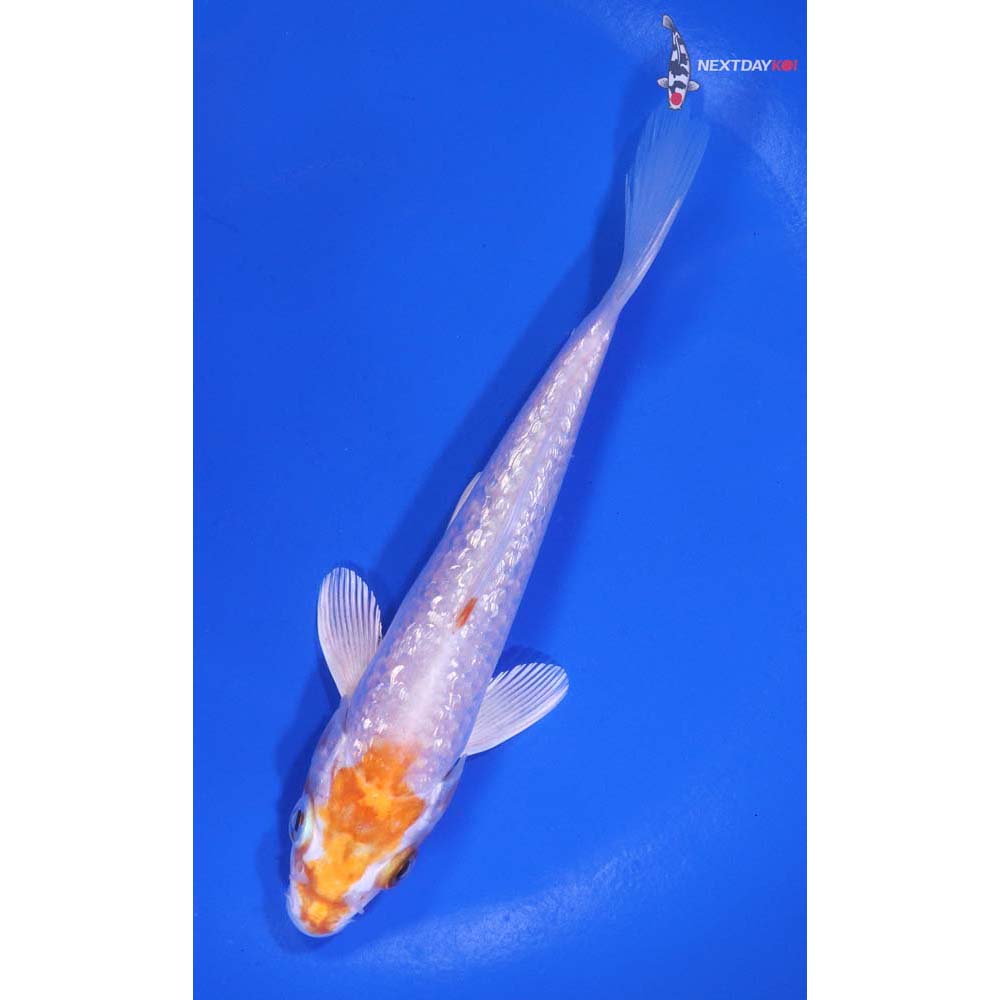 5” Imported Gin Rin Hariwake