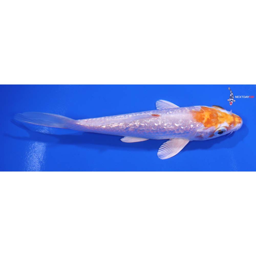 5” Imported Gin Rin Hariwake