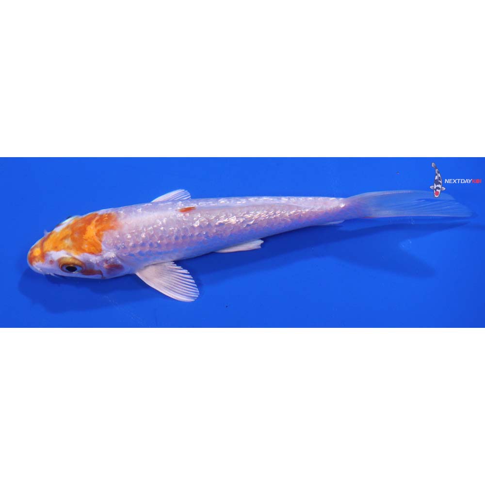 5” Imported Gin Rin Hariwake