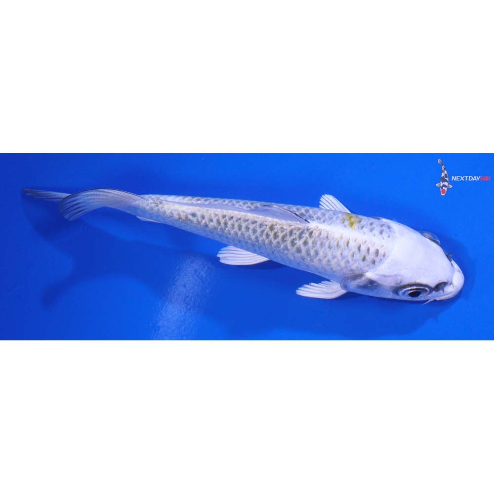 4.5” Imported Kujaku