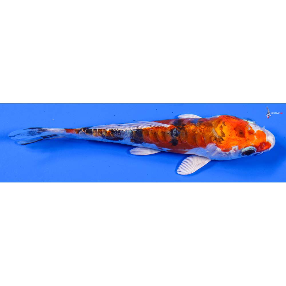 4.5” Imported Heisei Nishiki
