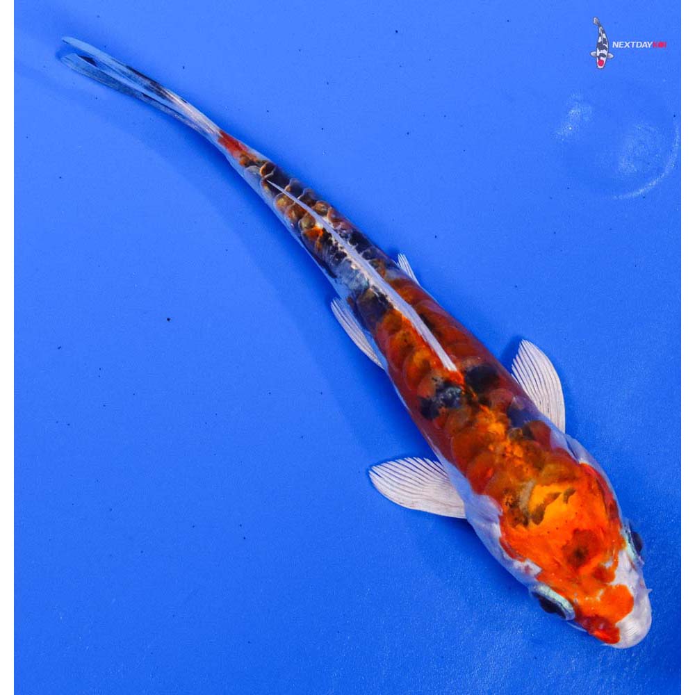 4.5” Imported Heisei Nishiki