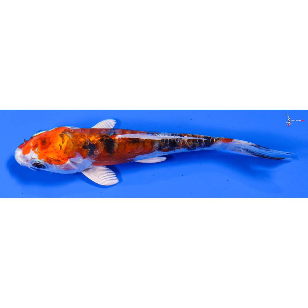 4.5” Imported Heisei Nishiki