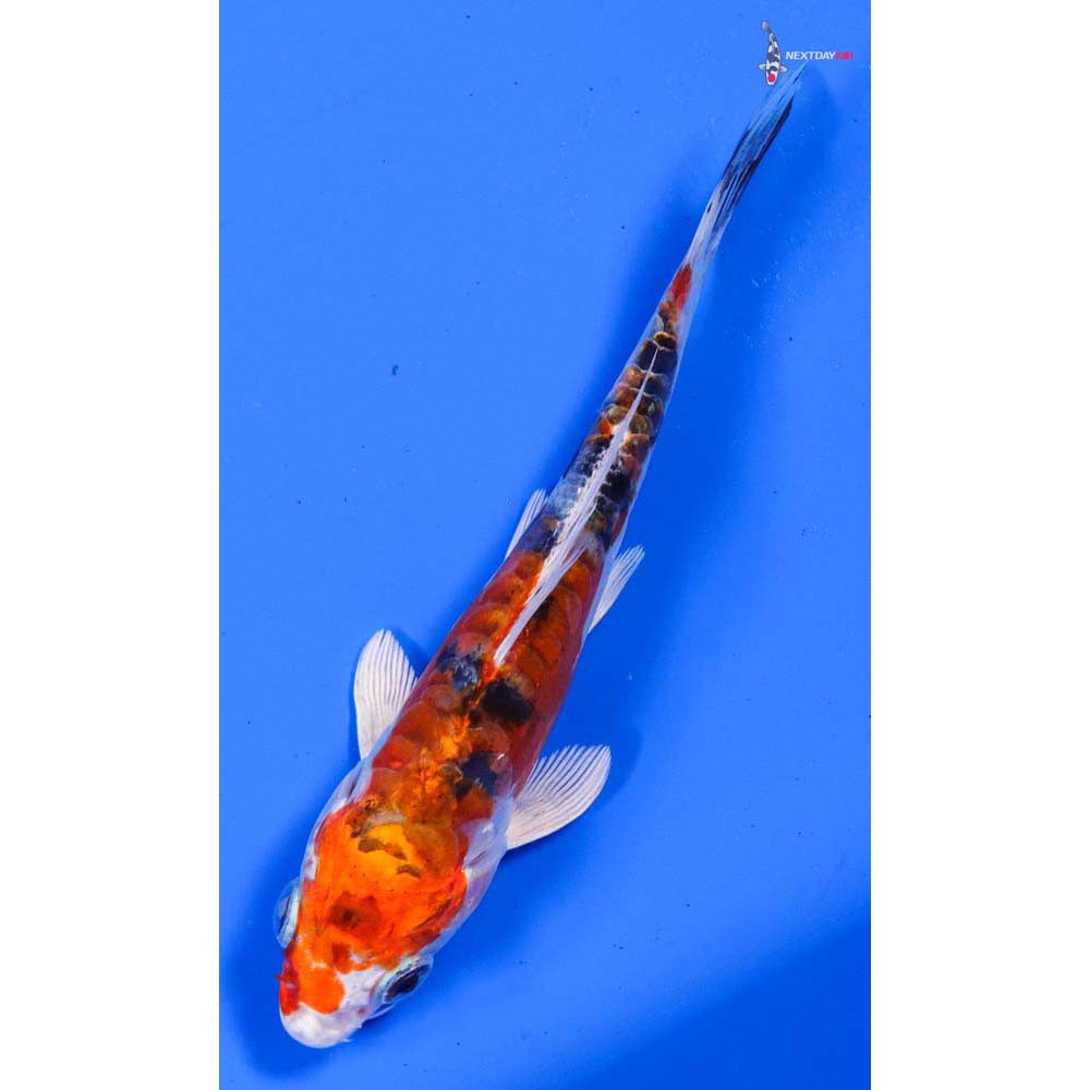 4.5” Imported Heisei Nishiki