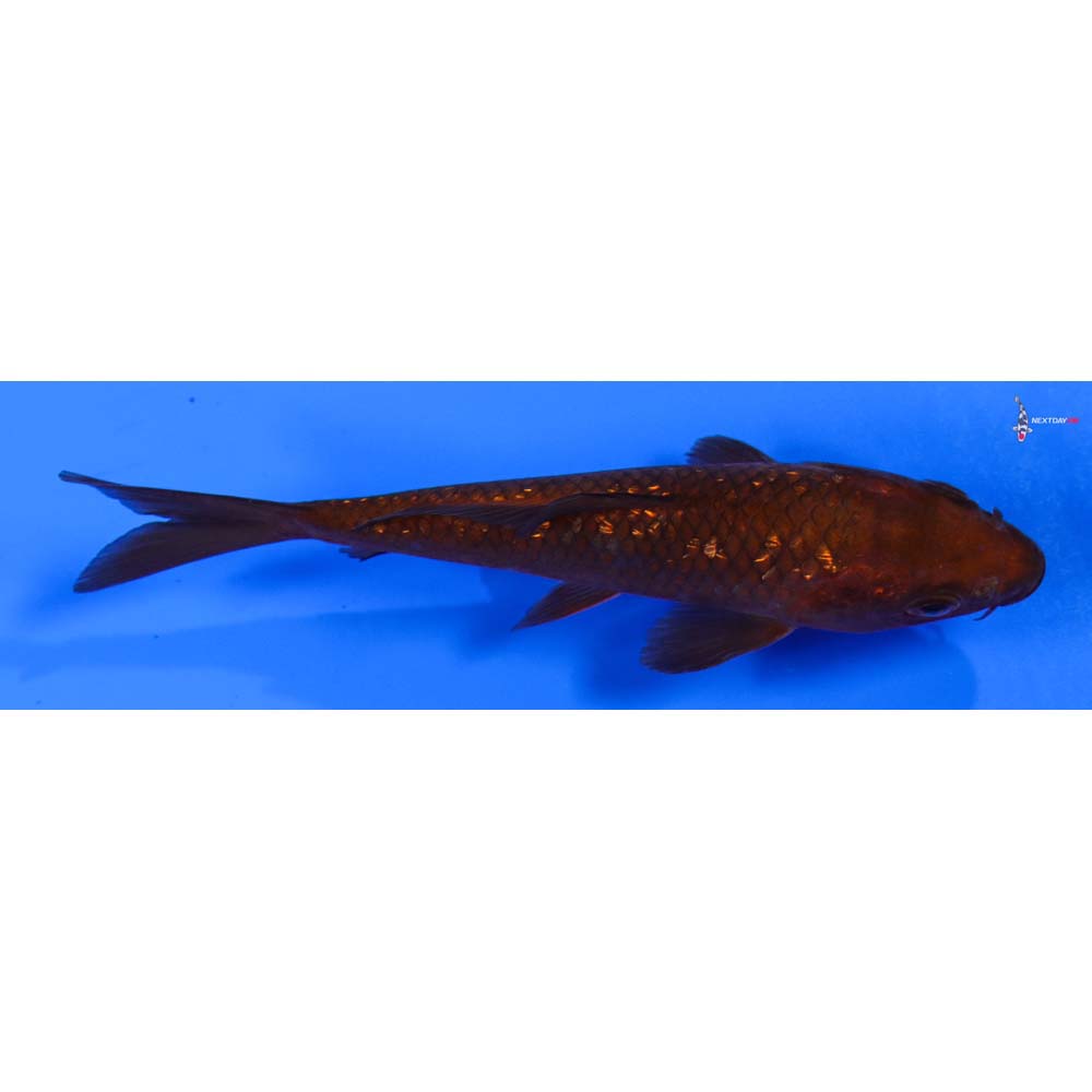 4.5” Imported Gin Rin Chagoi
