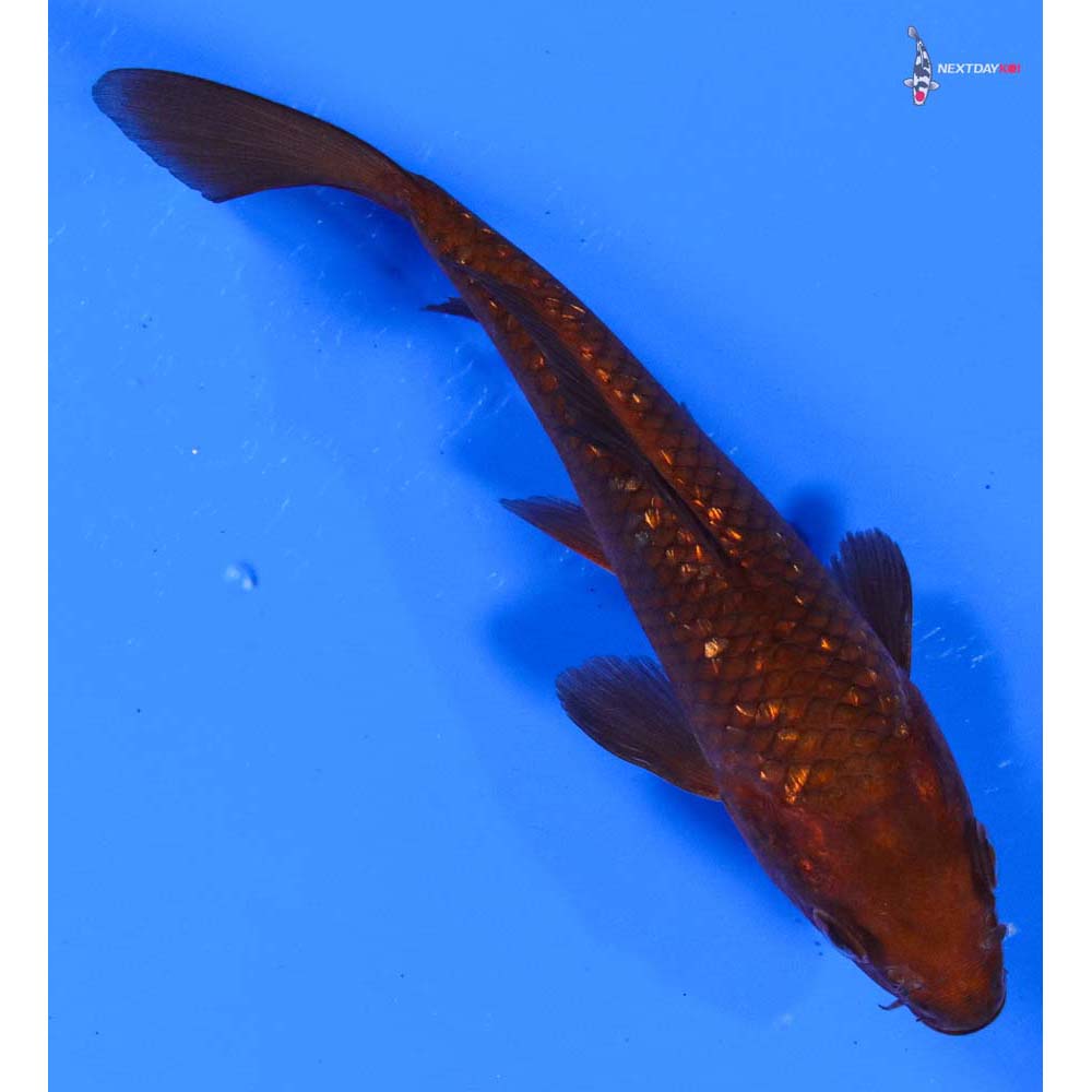 4.5” Imported Gin Rin Chagoi
