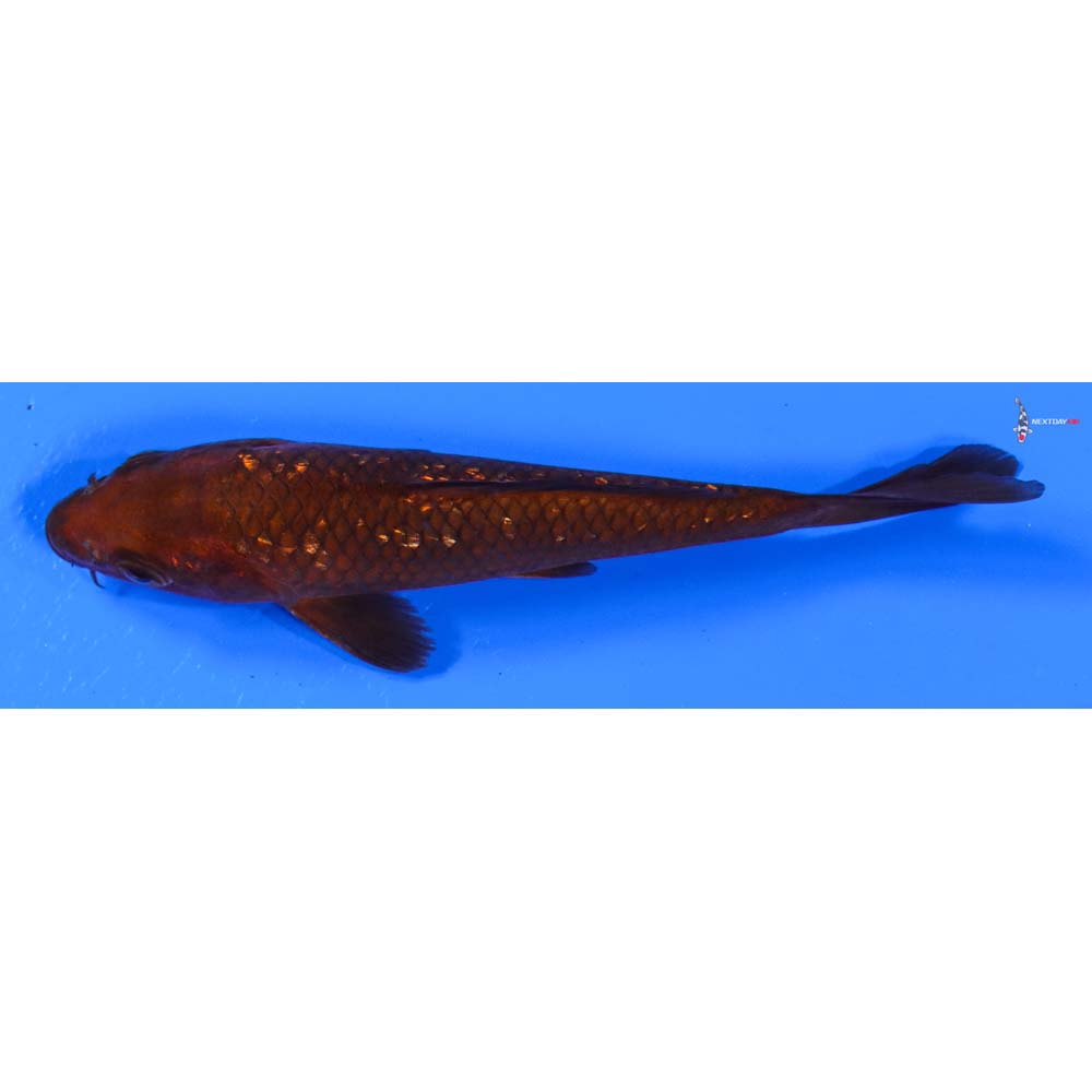 4.5” Imported Gin Rin Chagoi