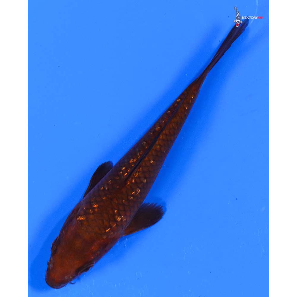 4.5” Imported Gin Rin Chagoi
