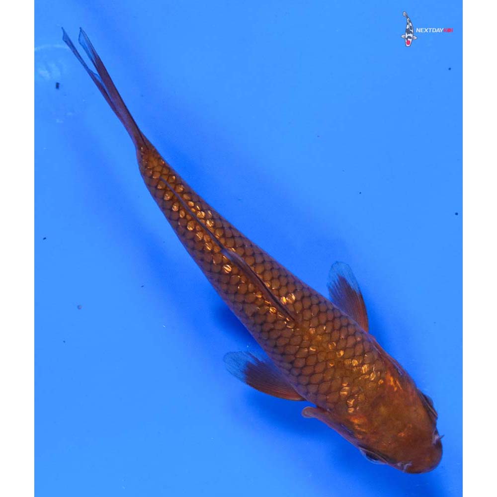 4.5” Imported Gin Rin Chagoi