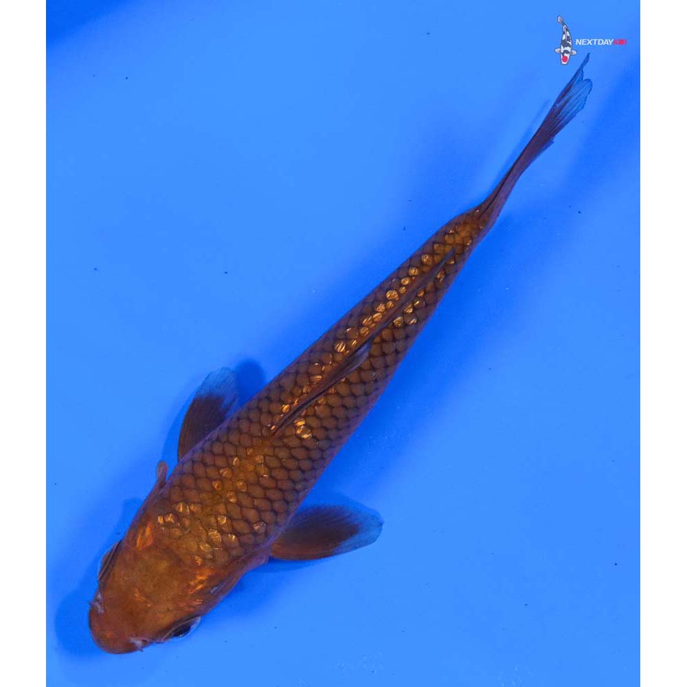 4.5” Imported Gin Rin Chagoi