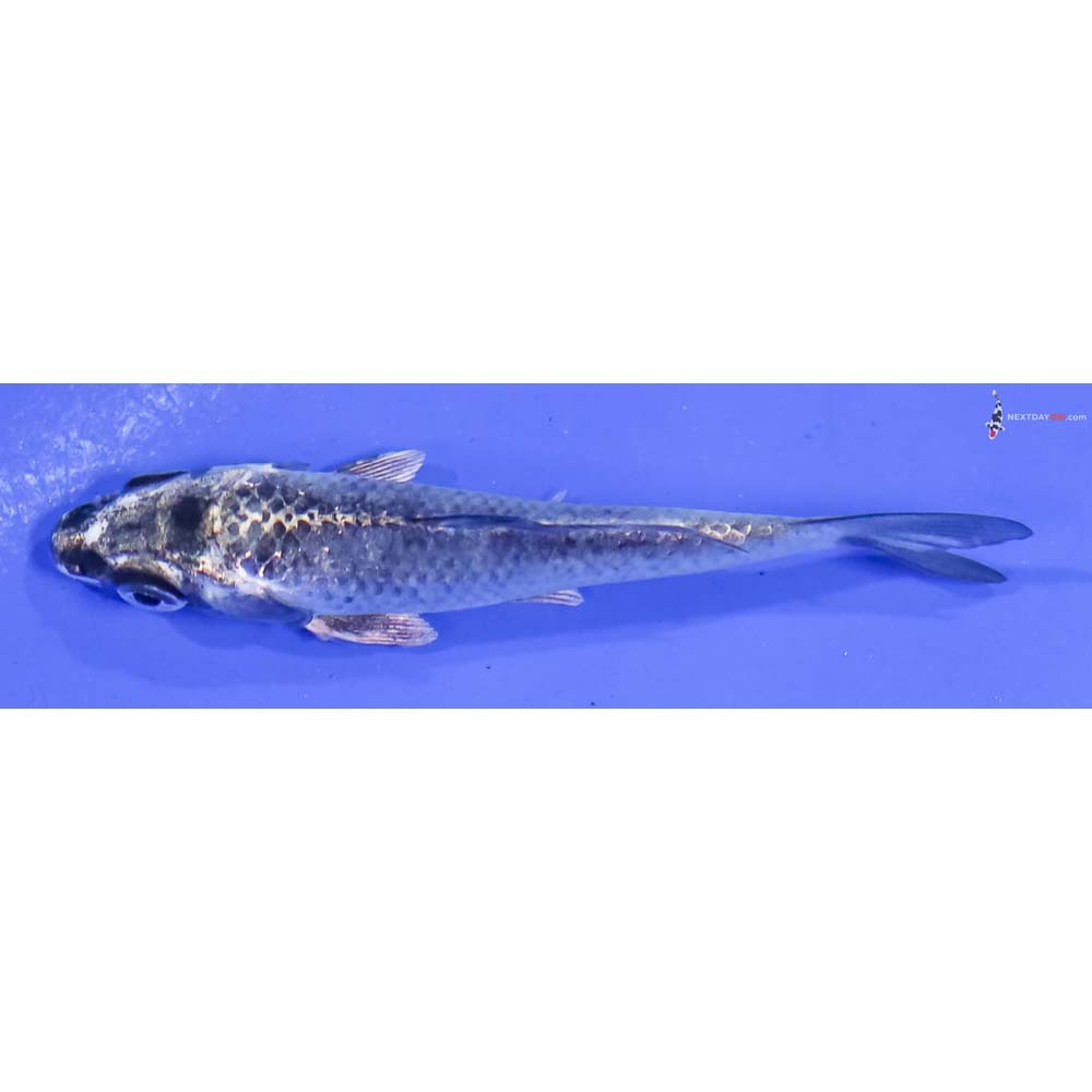 3.5” Imported Gin Matsuba