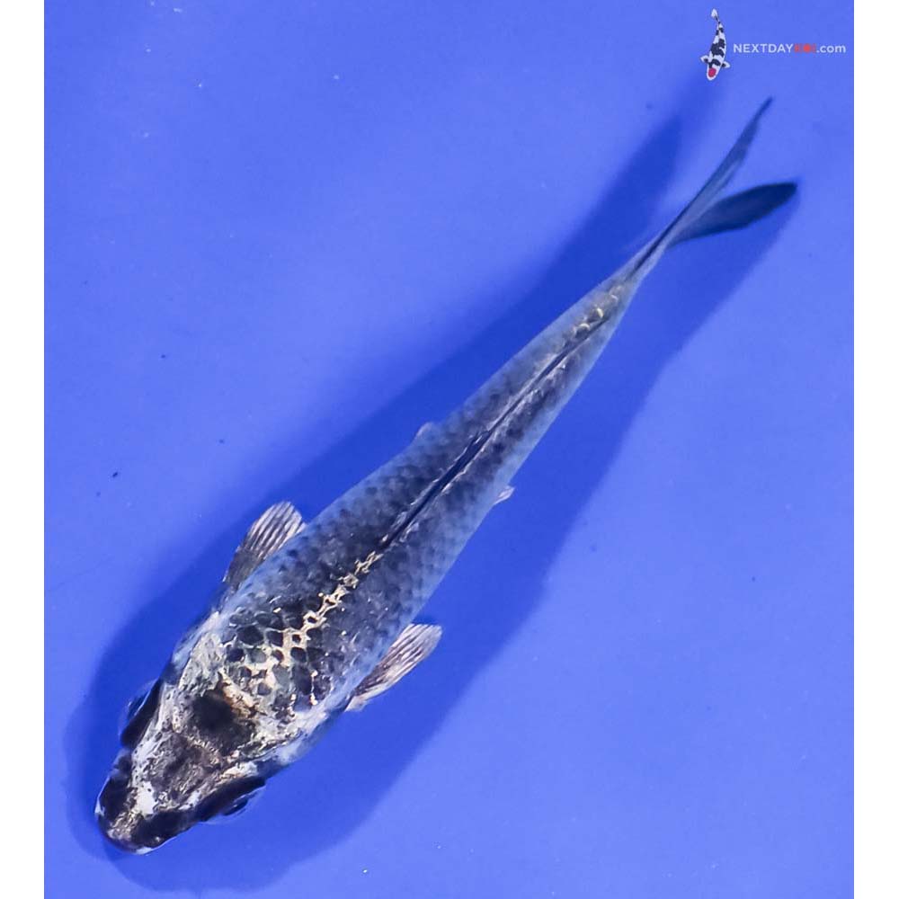 3.5” Imported Gin Matsuba