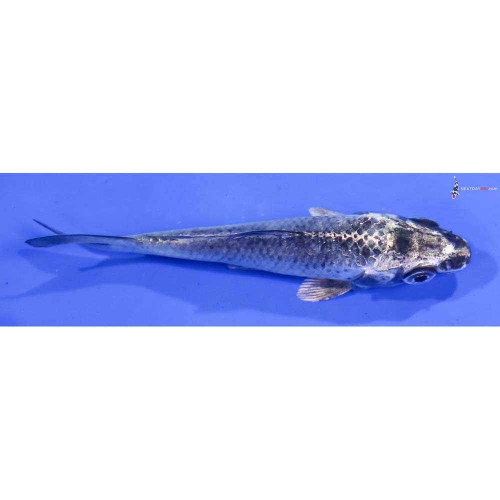 3.5” Imported Gin Matsuba