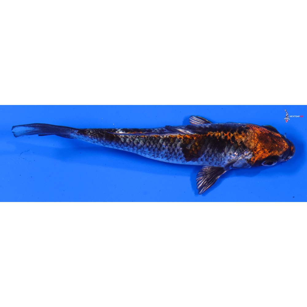 4” Imported Kujaku