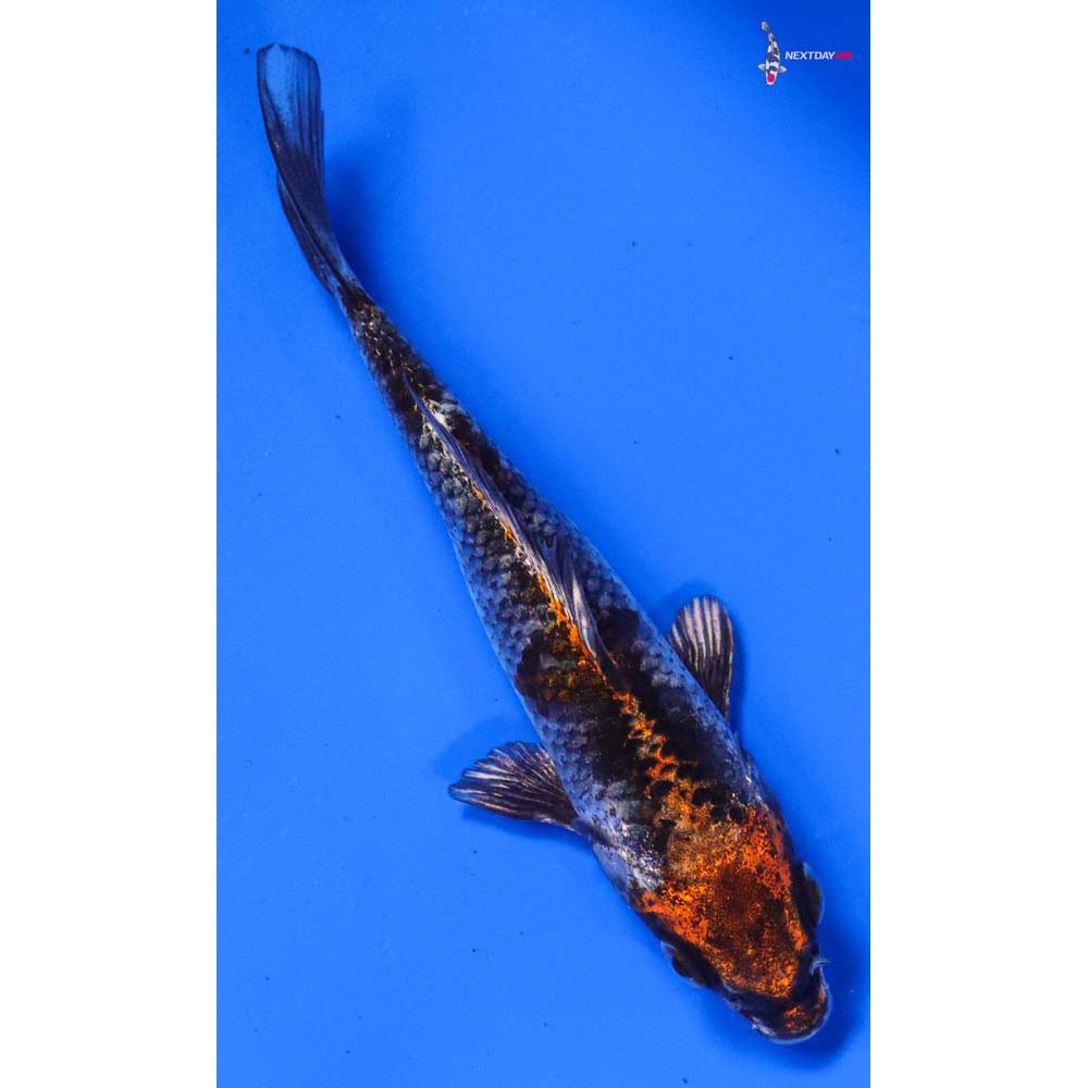 4” Imported Kujaku
